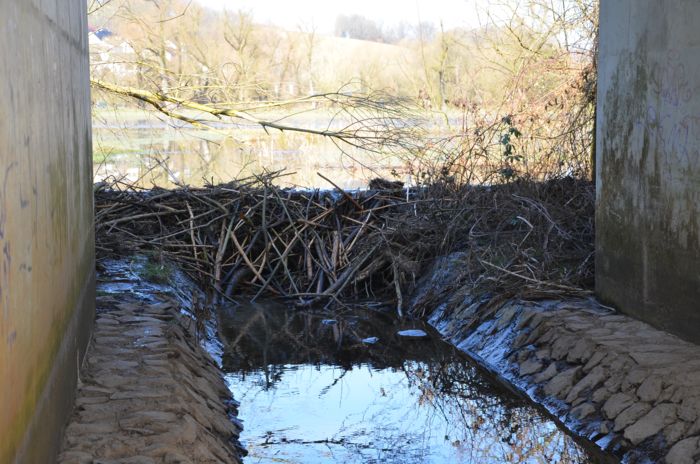 Biberdamm in einer Bahnunterführung mit Entwässerungsgraben Biberdamm in einer Bahnunterführung mit Entwässerungsgraben