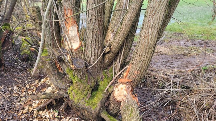 Biberspuren Biberspuren