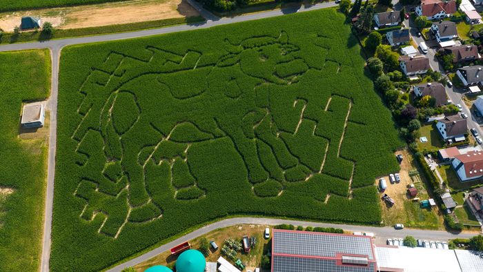 Maislabyrinth zwischen Weidenhof und Straße nach Weilers