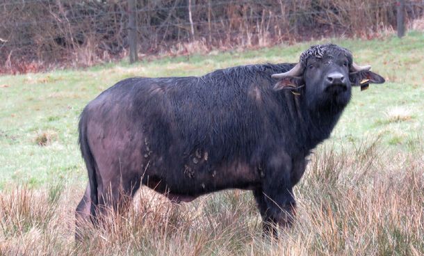 Wasserbüffel in Fischborn Wasserbüffel in Fischborn