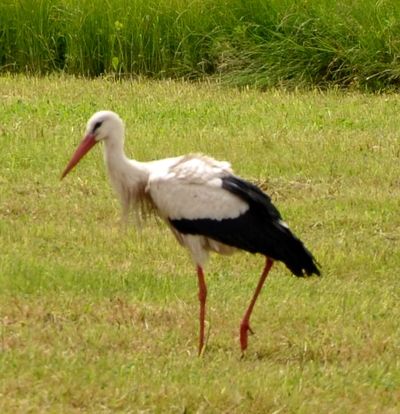Weißstorch in der Neudorfer Gemarkung Storch 2014