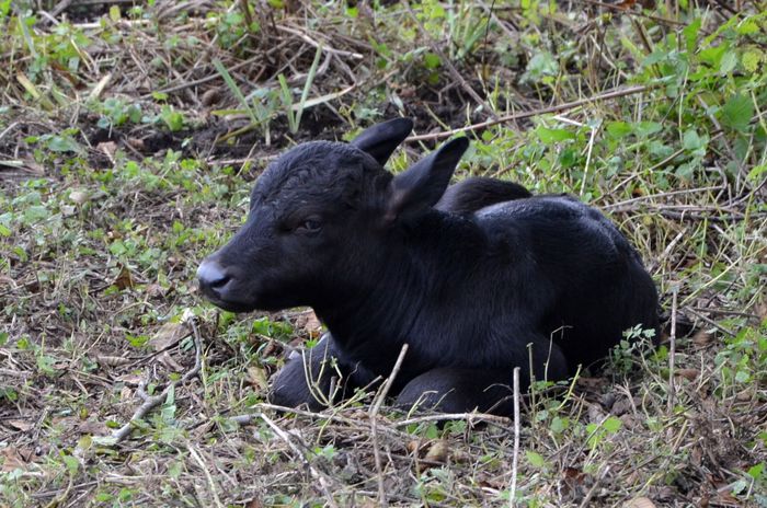 Wasserbüffelkalb am 28.10.2015 Wasserbüffelkalb 28.10.2015