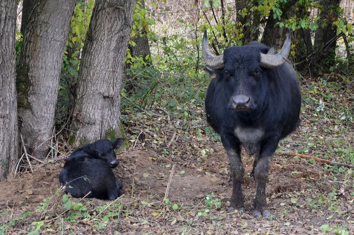 Wasserbüffel und Kalb am 28.10.2015 Wasserbüffel und Kalb am 28.10.2015