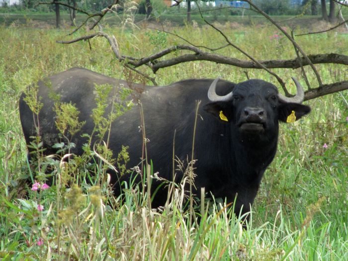 Wasserbüffel in Neudorf auf der "Aale Weid" Wasserbüffel in Neudorf