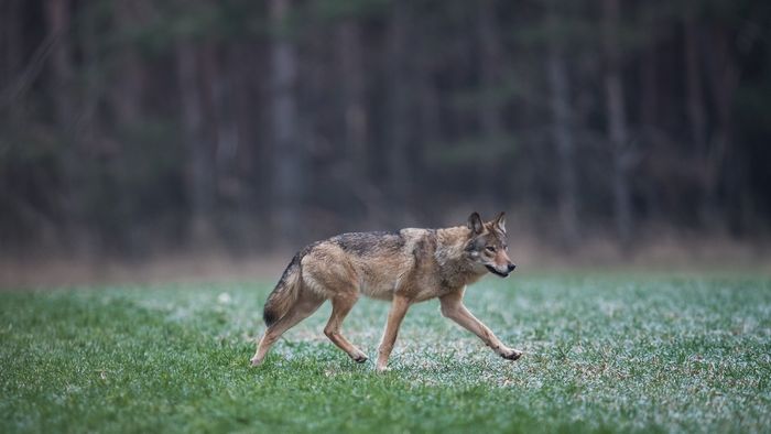 Grauwolf in Deutschland Grauwolf in Deutschland