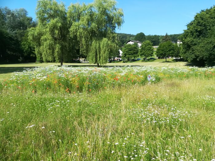 Wildblumenwiese im Kurpark von Bad Soden (Copyright Ralf Geyer) Wildblumenwiese im Kurpark von Bad Soden (Copyright Ralf Geyer)