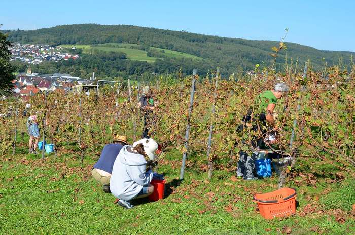 Weinfreunde bei der Weinlese am 16.09.2023 Weinfreunde bei der Weinlese am 16.09.2023