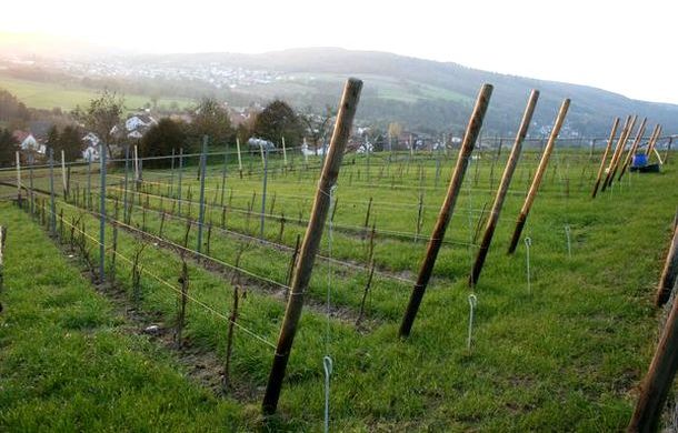 Der Neudorfer Weinberg im Jahr nach der Anlage Der Neudorfer Weinberg im Jahr nach der Anlage