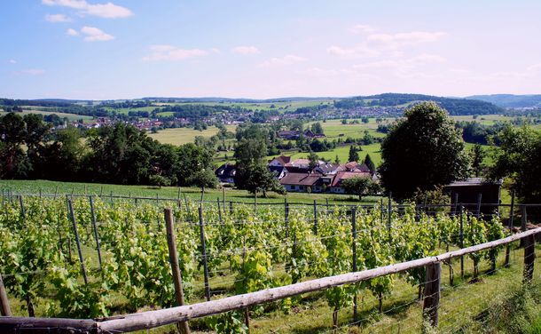 Blick über den Weinberg (Sommer 2011) Blick über den Weinberg (Sommer 2011)