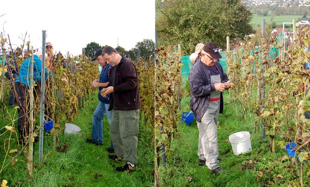 Weinlese 2014 Weinlese 2014